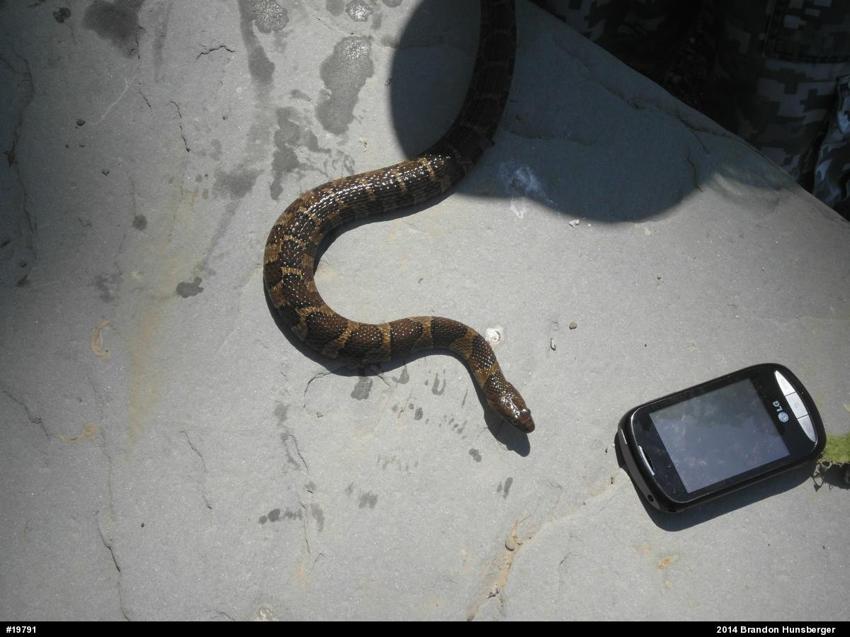 Northern Watersnake