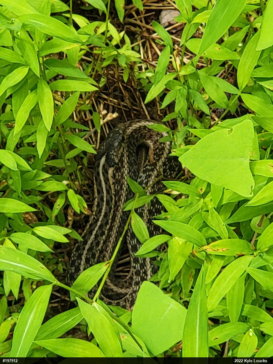 Eastern Gartersnake