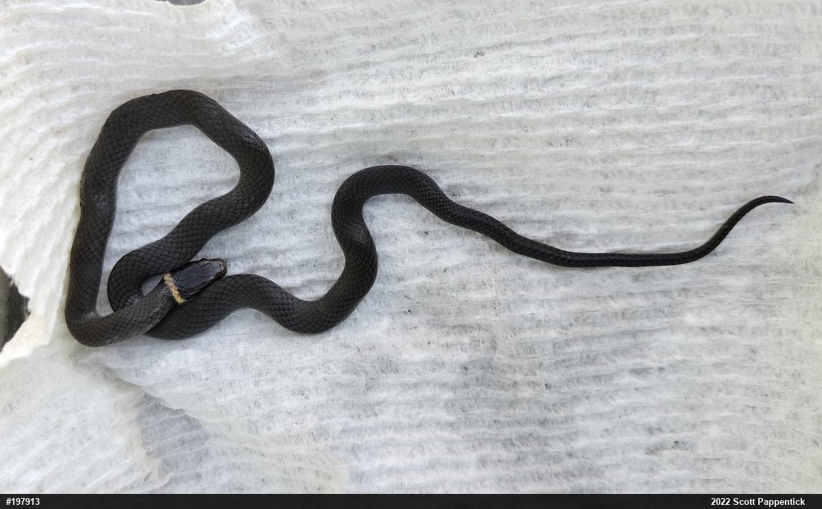 Northern Ring-necked Snake