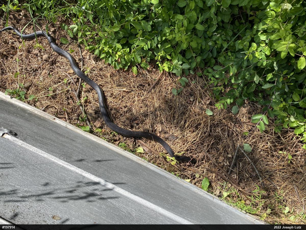 Eastern Ratsnake