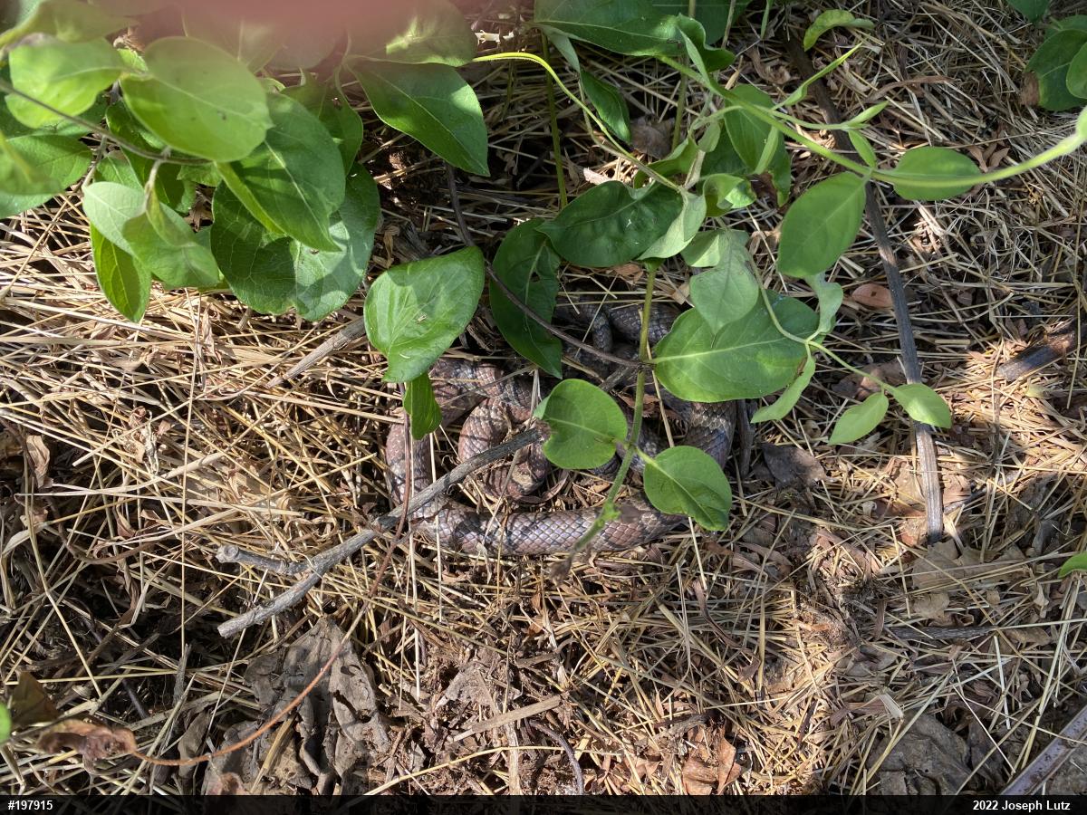 Eastern Milksnake