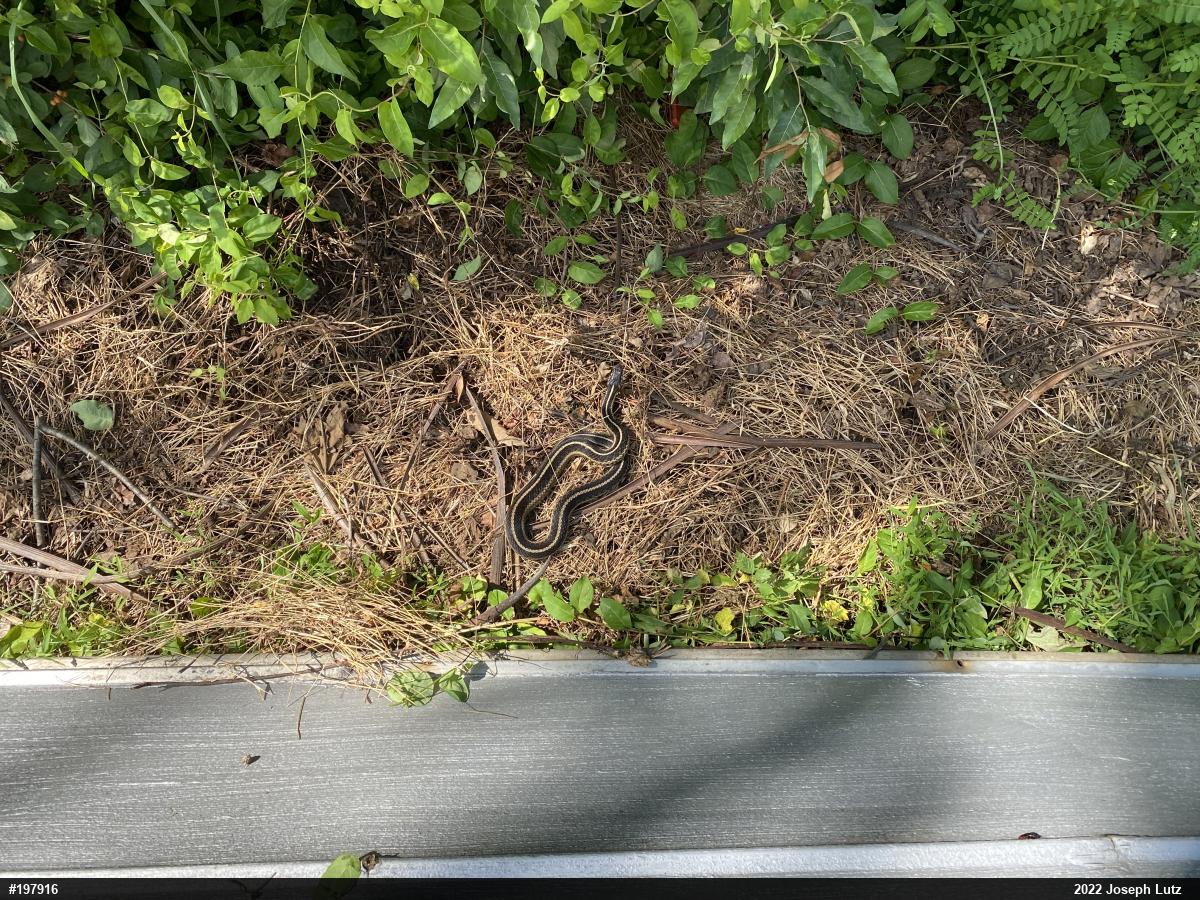 Eastern Gartersnake