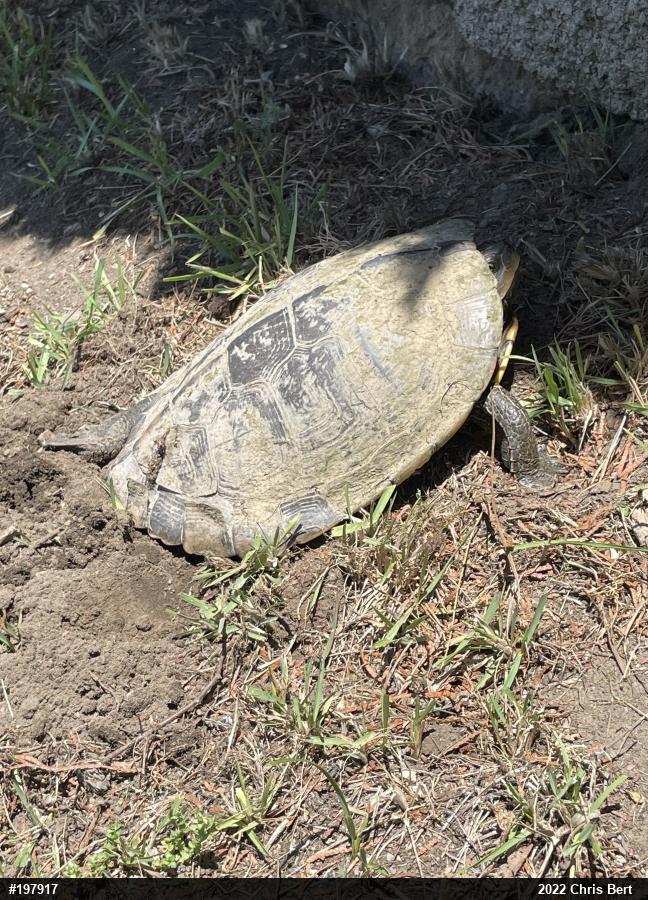 Northern Map Turtle