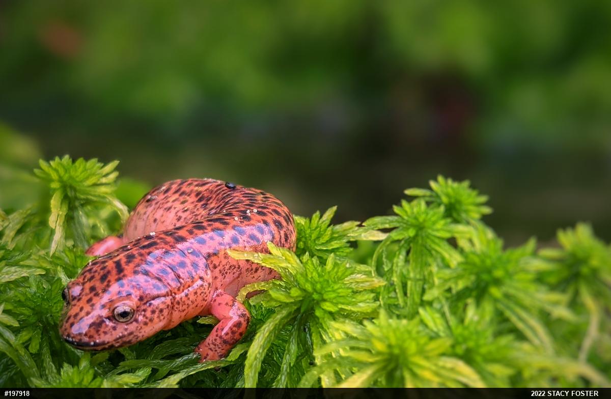 Northern Red Salamander