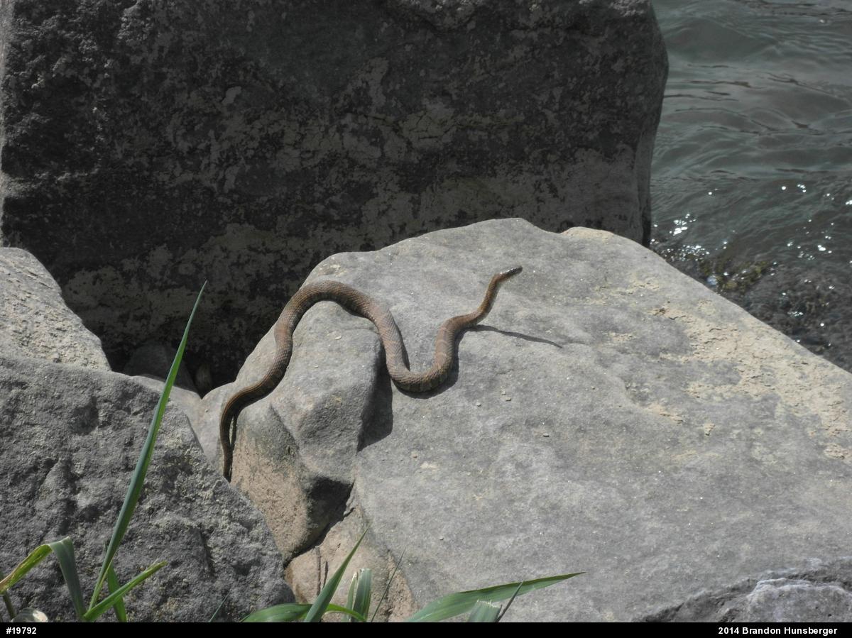 Northern Watersnake