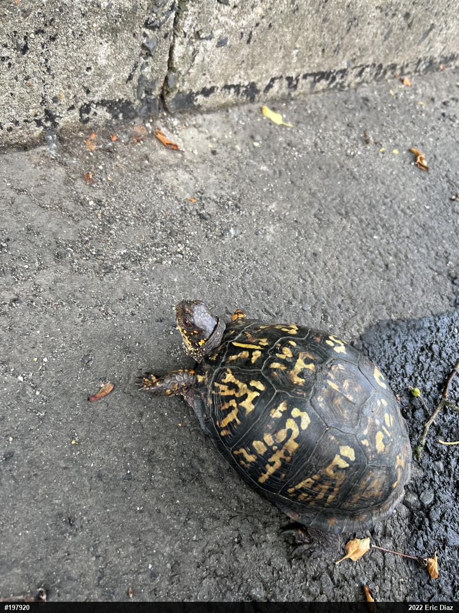 Eastern Box Turtle