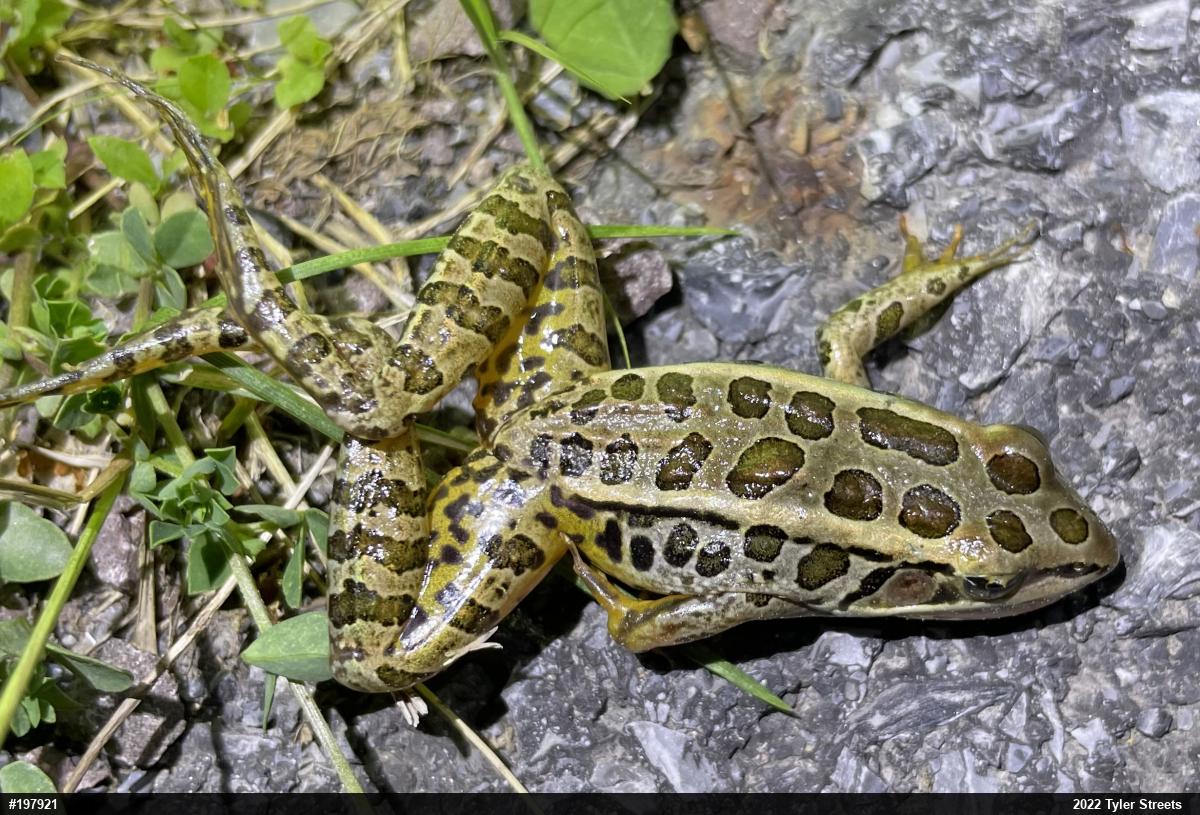 Pickerel Frog