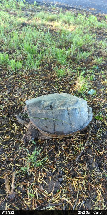 Snapping Turtle