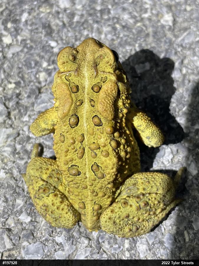 Eastern American Toad