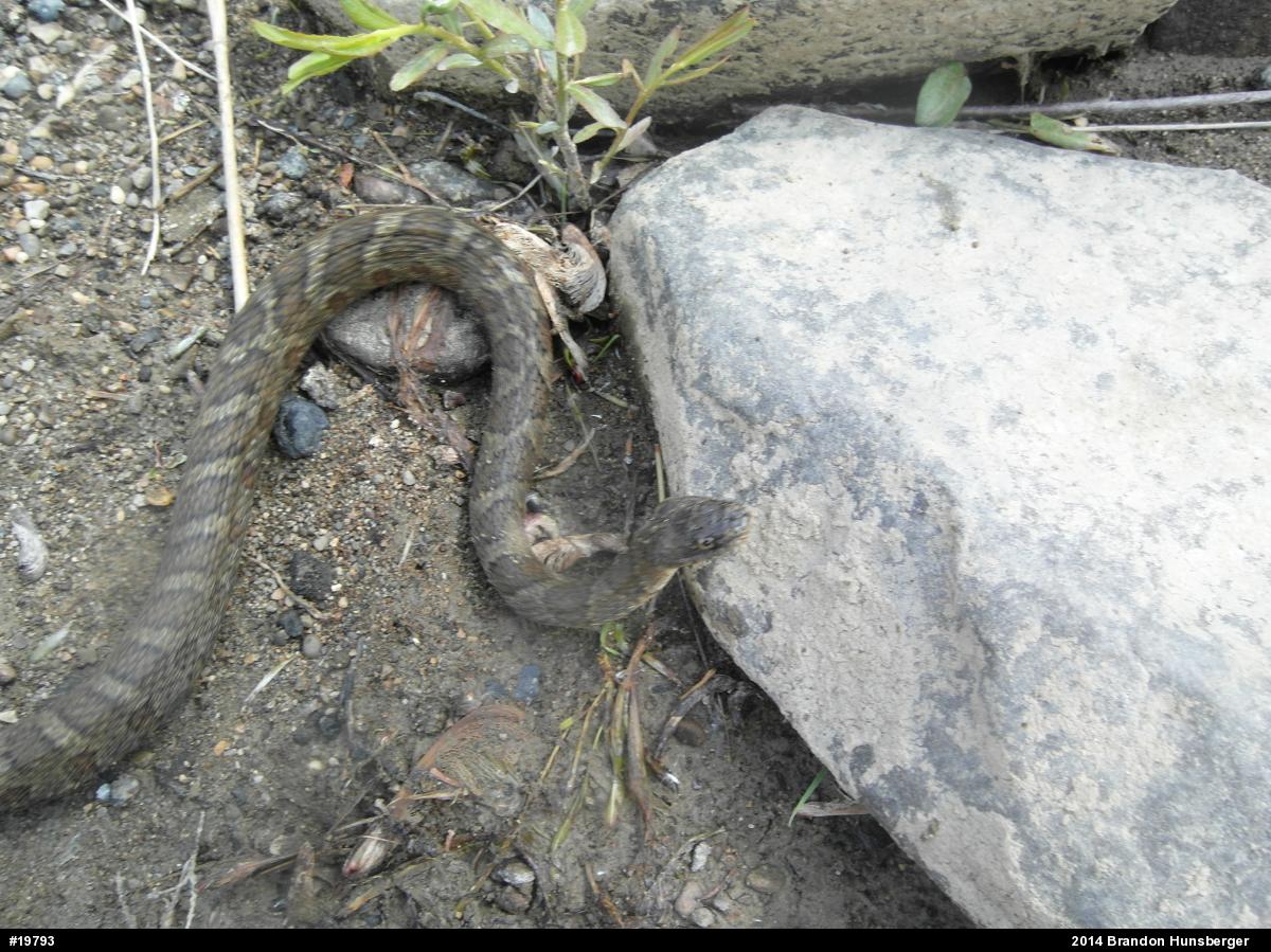 Northern Watersnake
