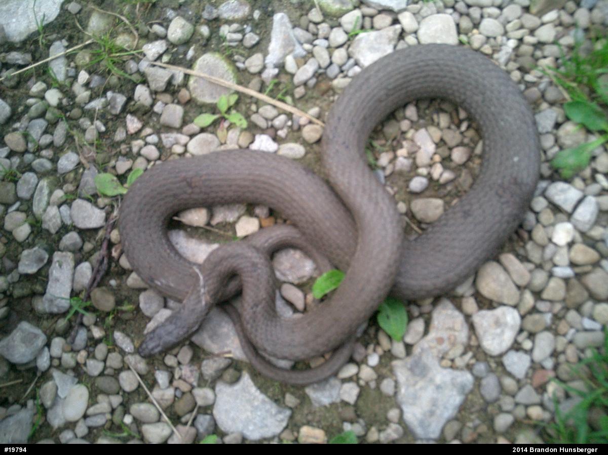 Queensnake