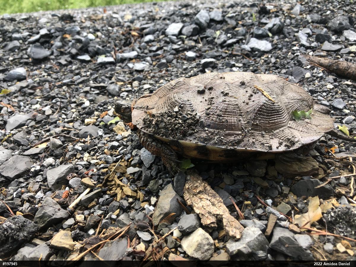Wood Turtle