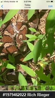 Eastern Milksnake