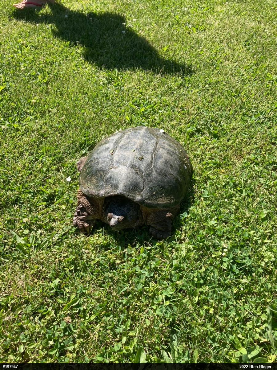 Snapping Turtle