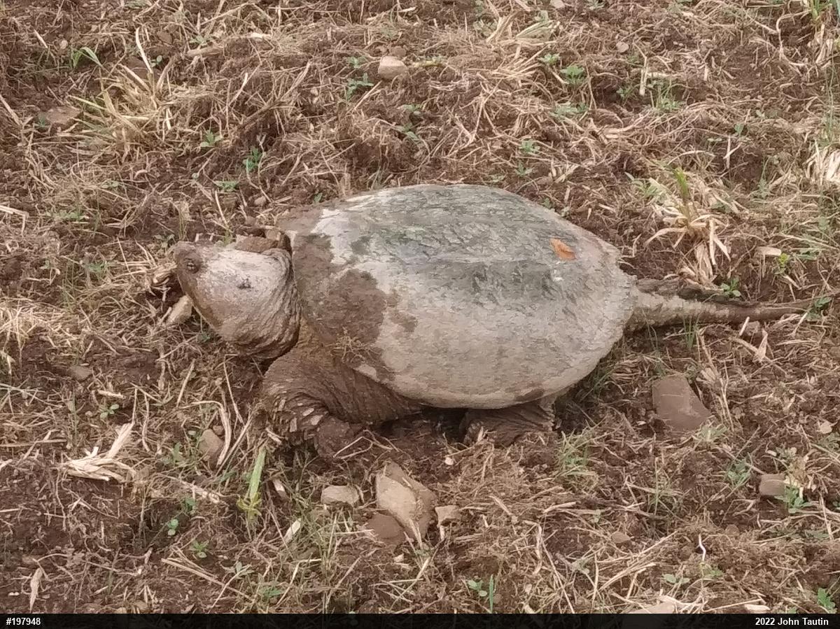 Snapping Turtle