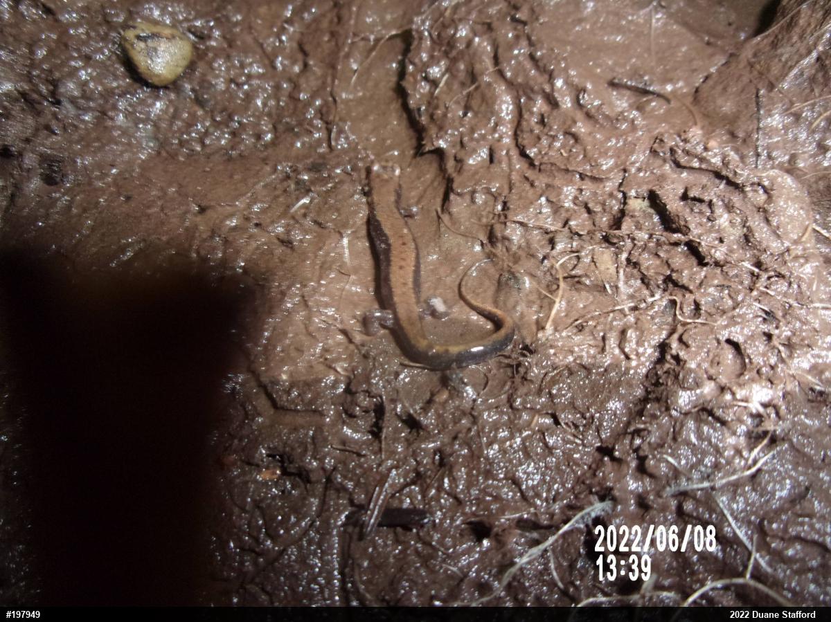 Allegheny Mountain Dusky Salamander