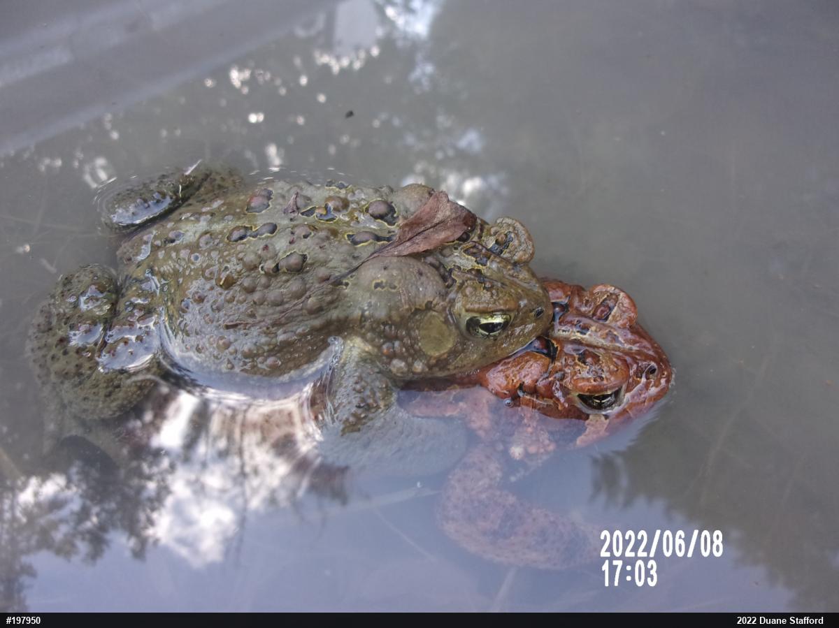 Eastern American Toad