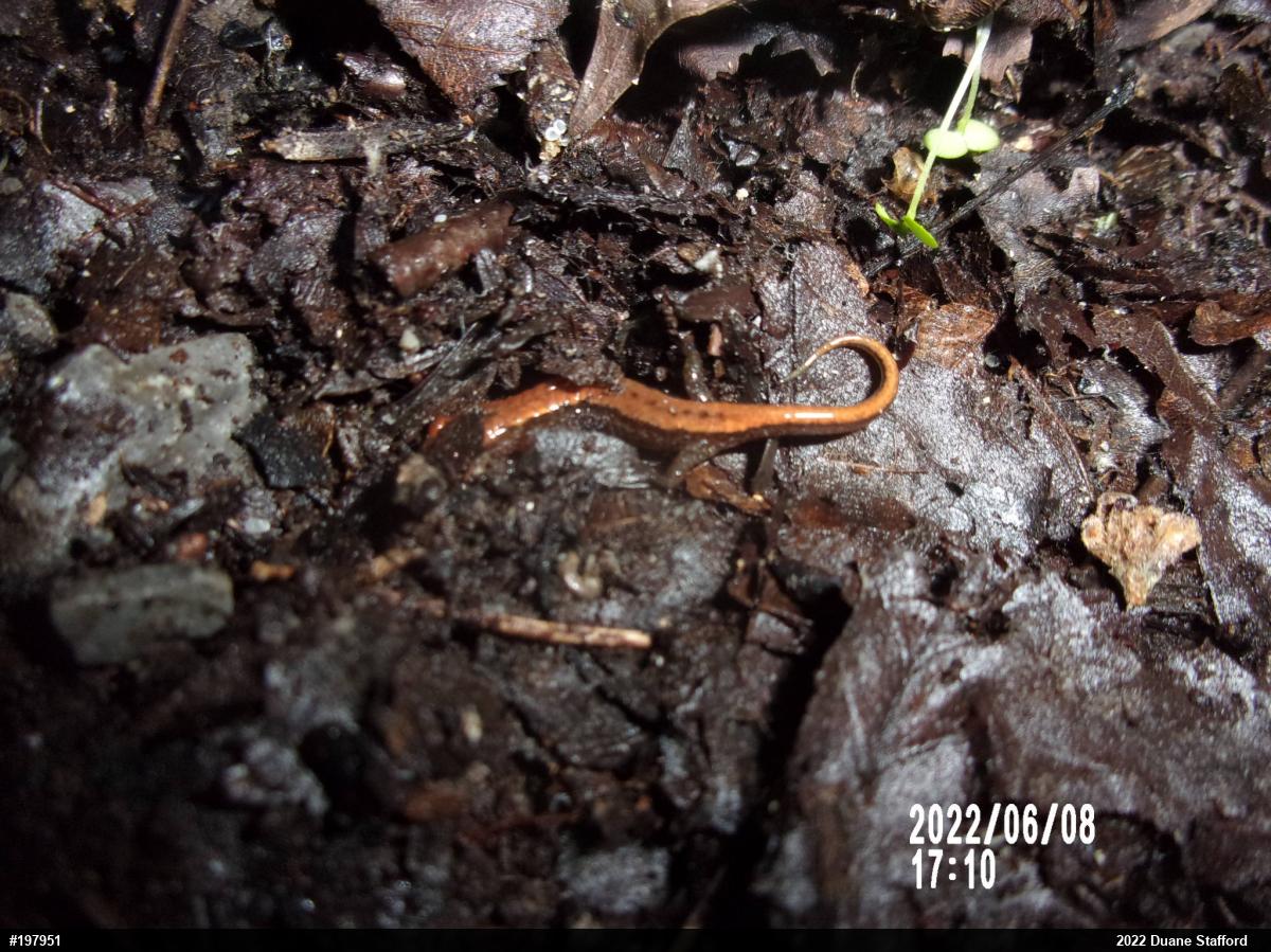 Allegheny Mountain Dusky Salamander