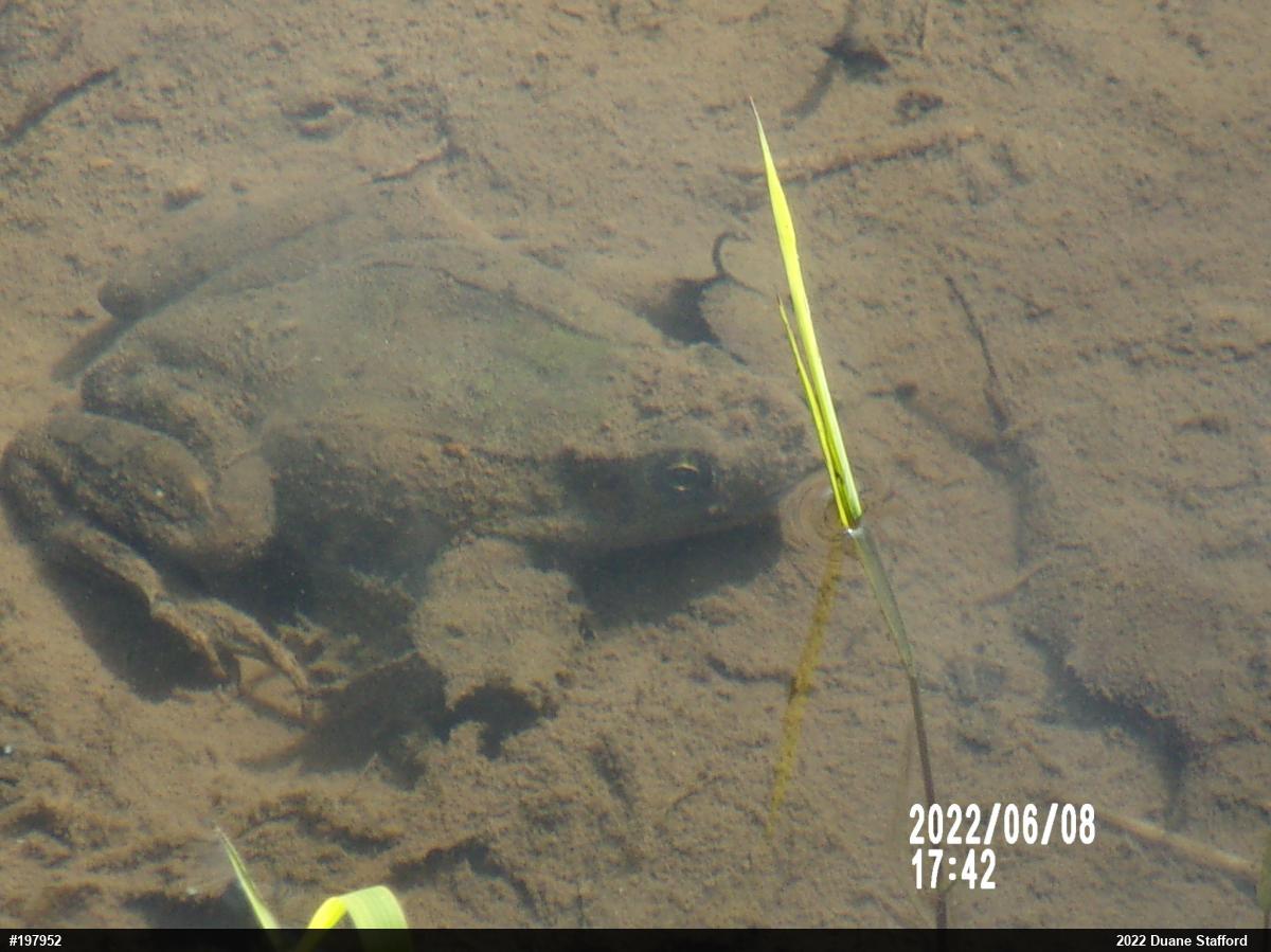 Green Frog