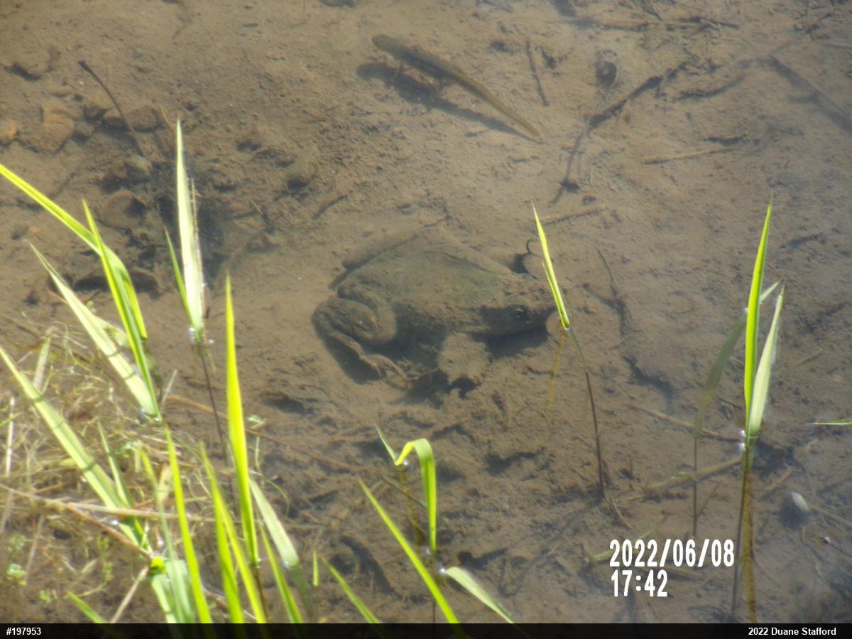 Red-spotted Newt