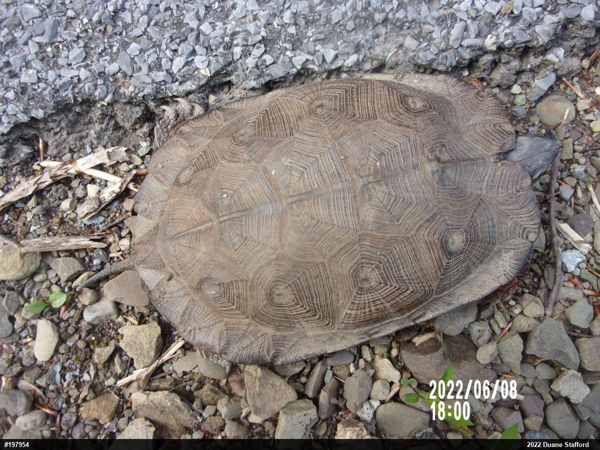 Wood Turtle