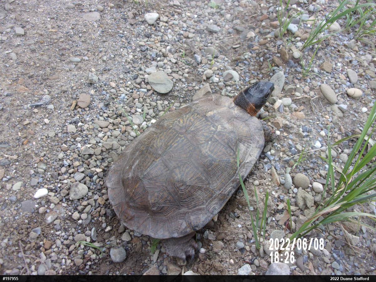Wood Turtle