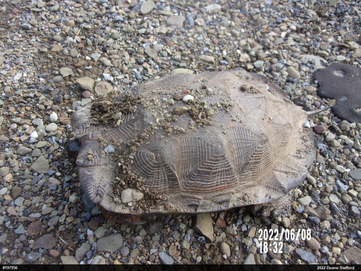 Wood Turtle