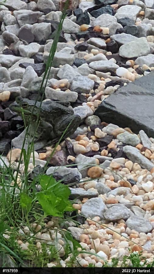 Green Frog