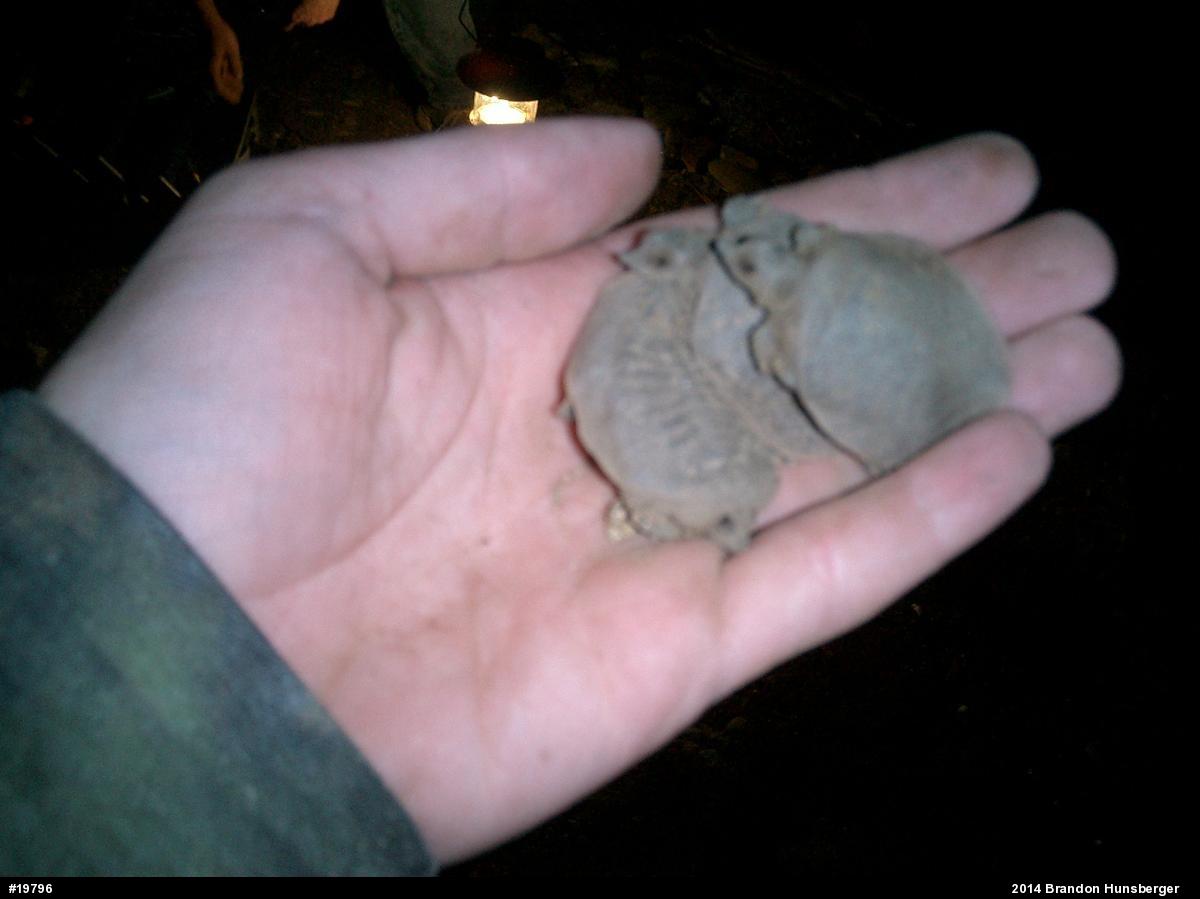 Eastern Spiny Softshell