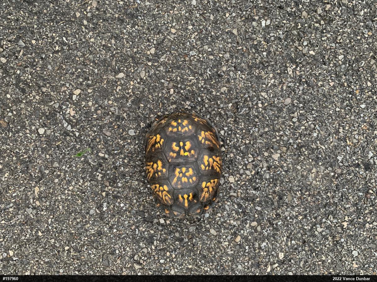 Eastern Box Turtle