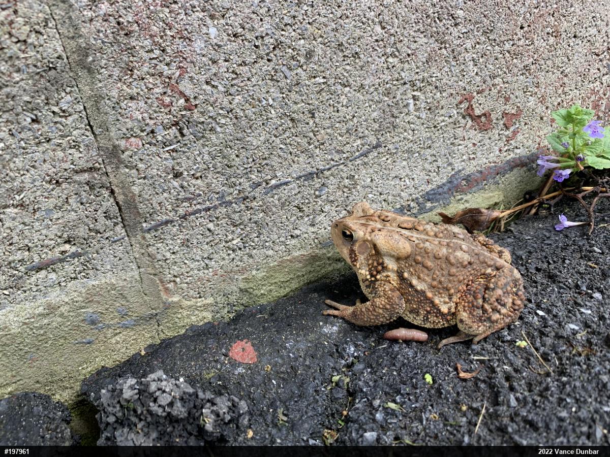 Eastern American Toad