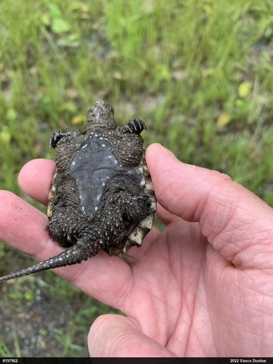 Snapping Turtle