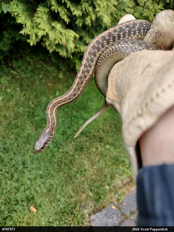 Eastern Gartersnake