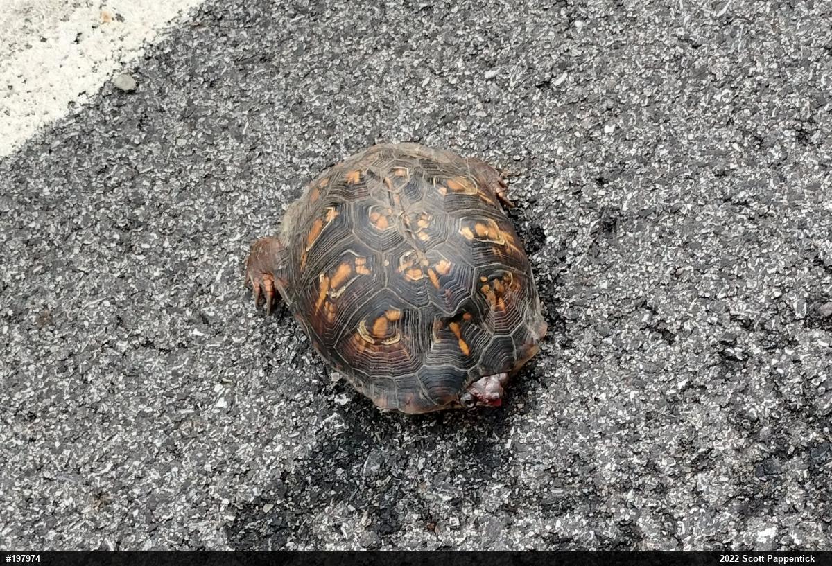 Eastern Box Turtle