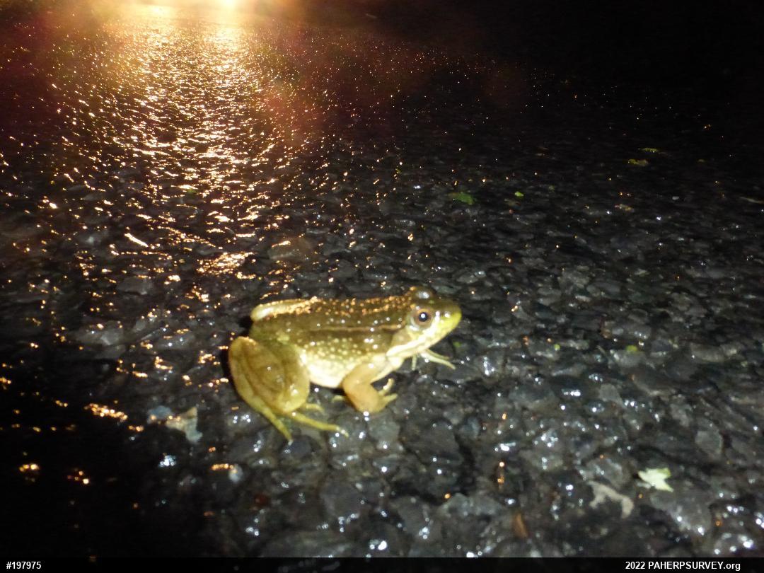 Green Frog