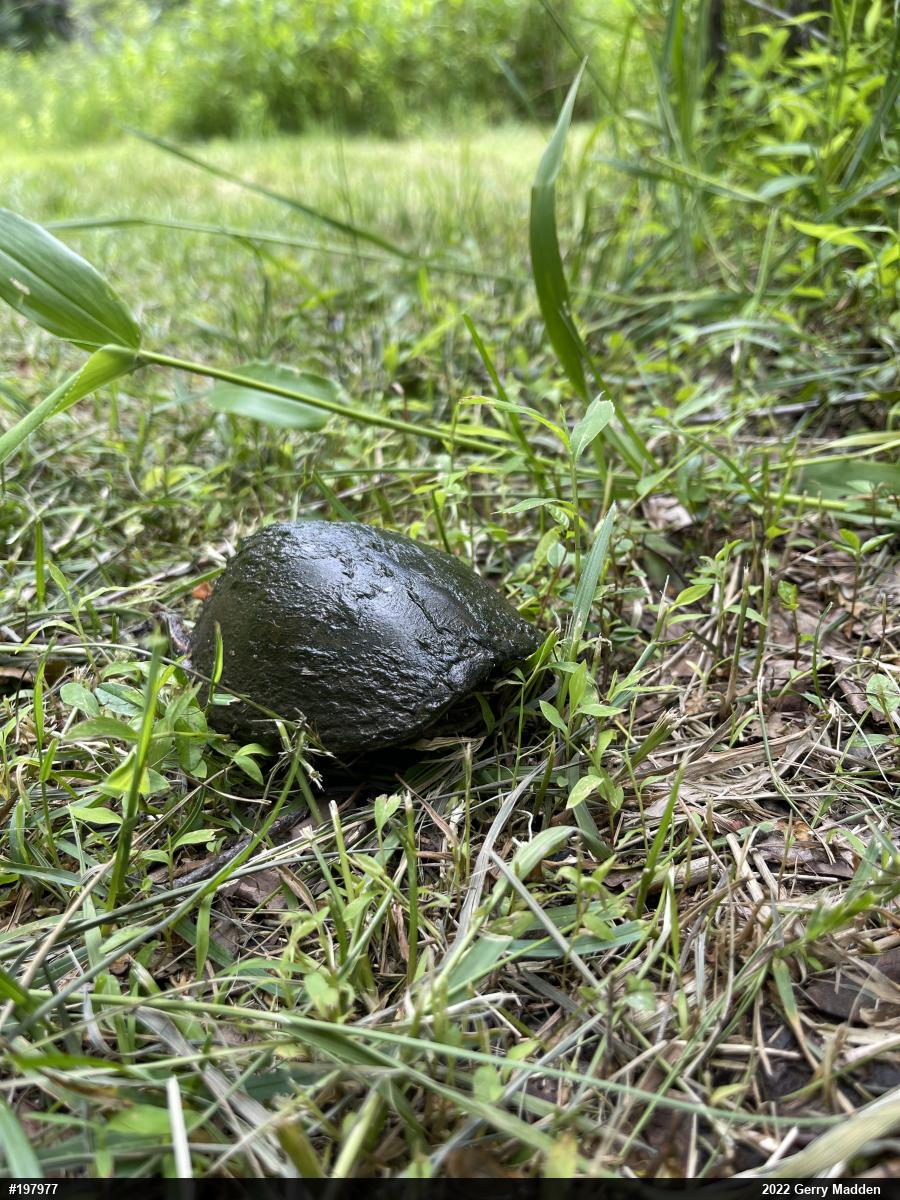 Eastern Musk Turtle