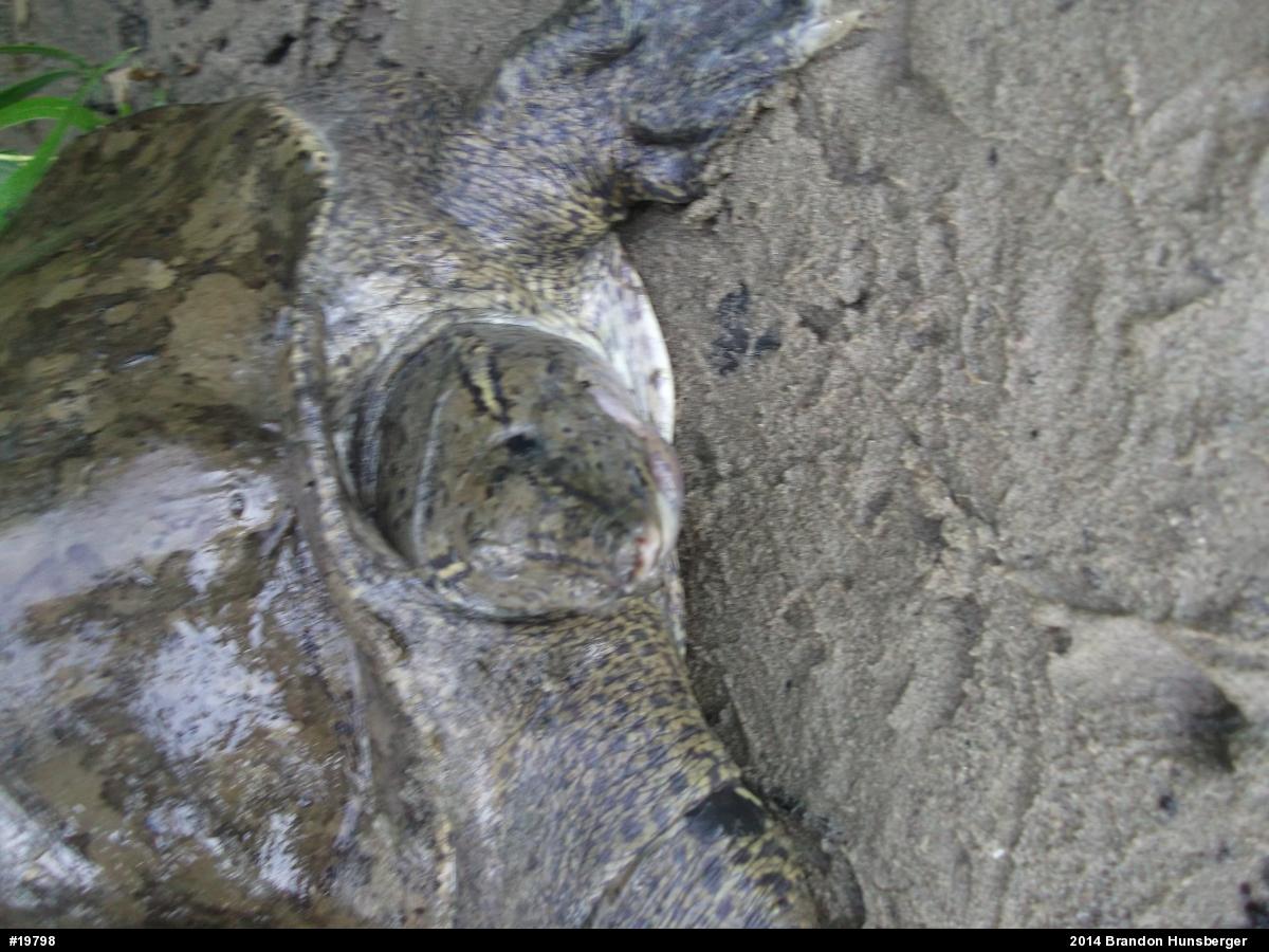 Eastern Spiny Softshell