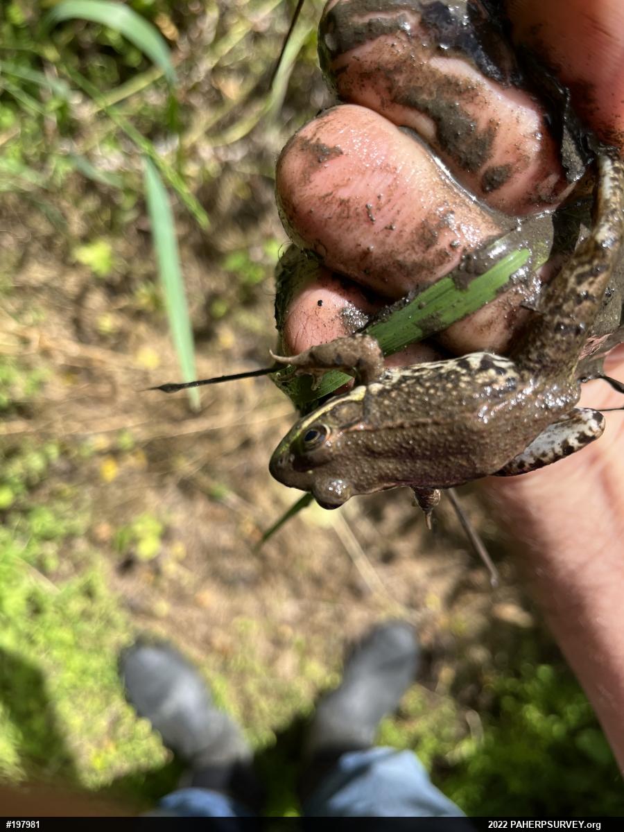Green Frog