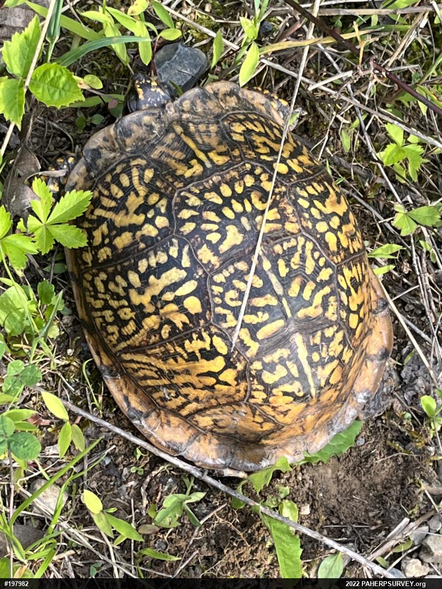 Eastern Box Turtle