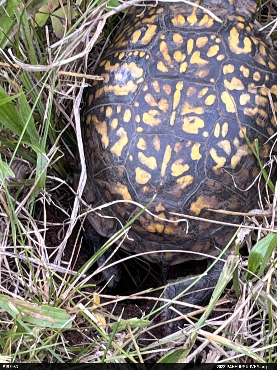 Eastern Box Turtle