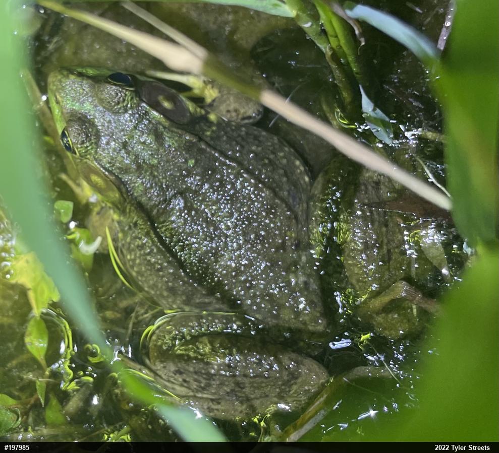 Green Frog