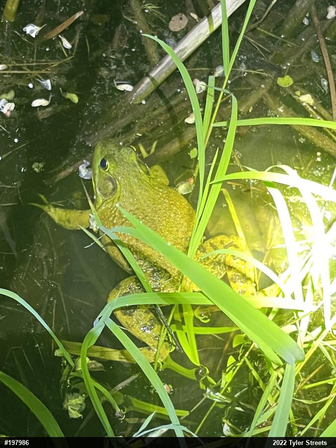 American Bullfrog