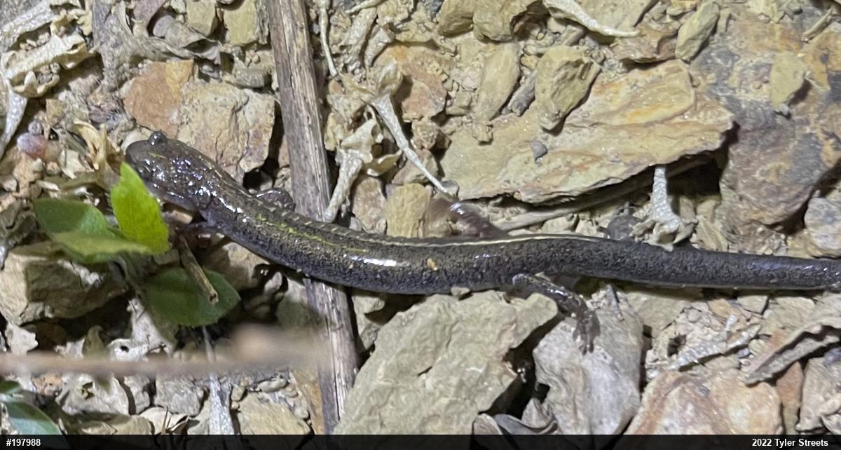Valley And Ridge Salamander
