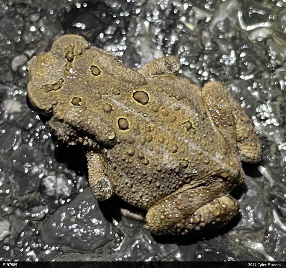 Eastern American Toad