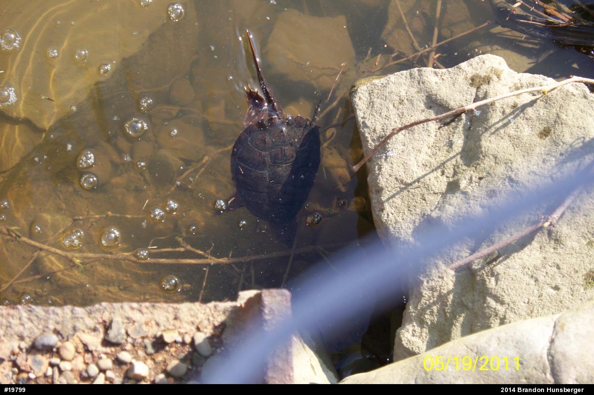Snapping Turtle