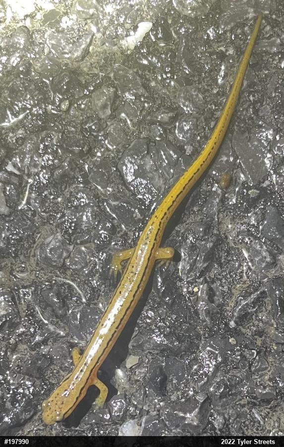 Northern Two-lined Salamander
