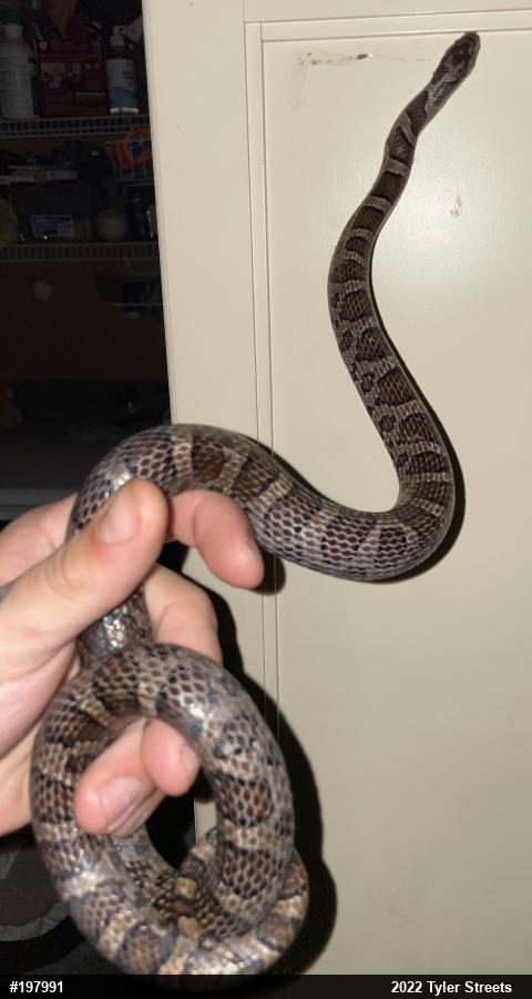 Eastern Milksnake