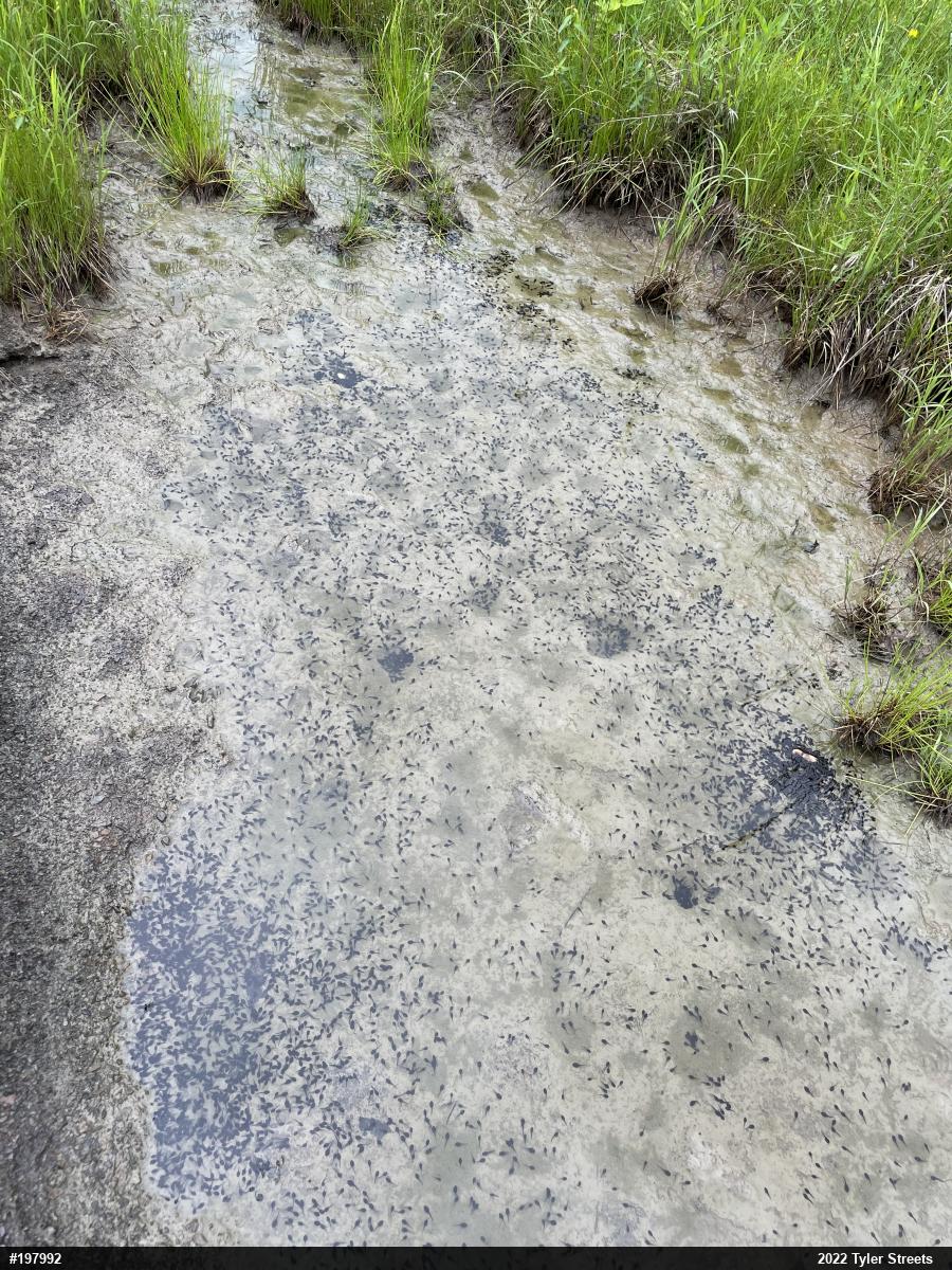 Eastern American Toad