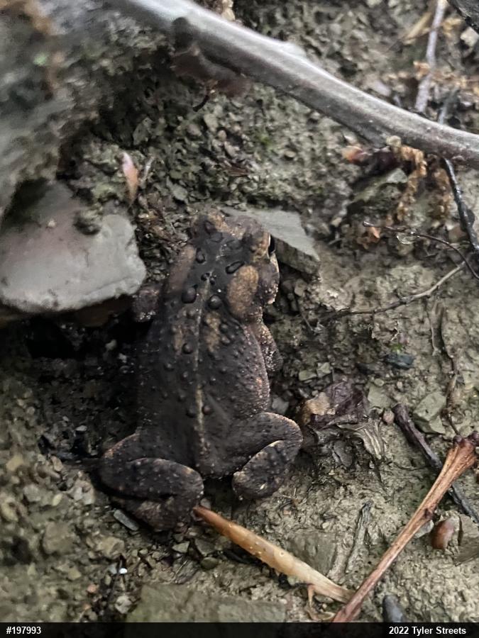 Eastern American Toad