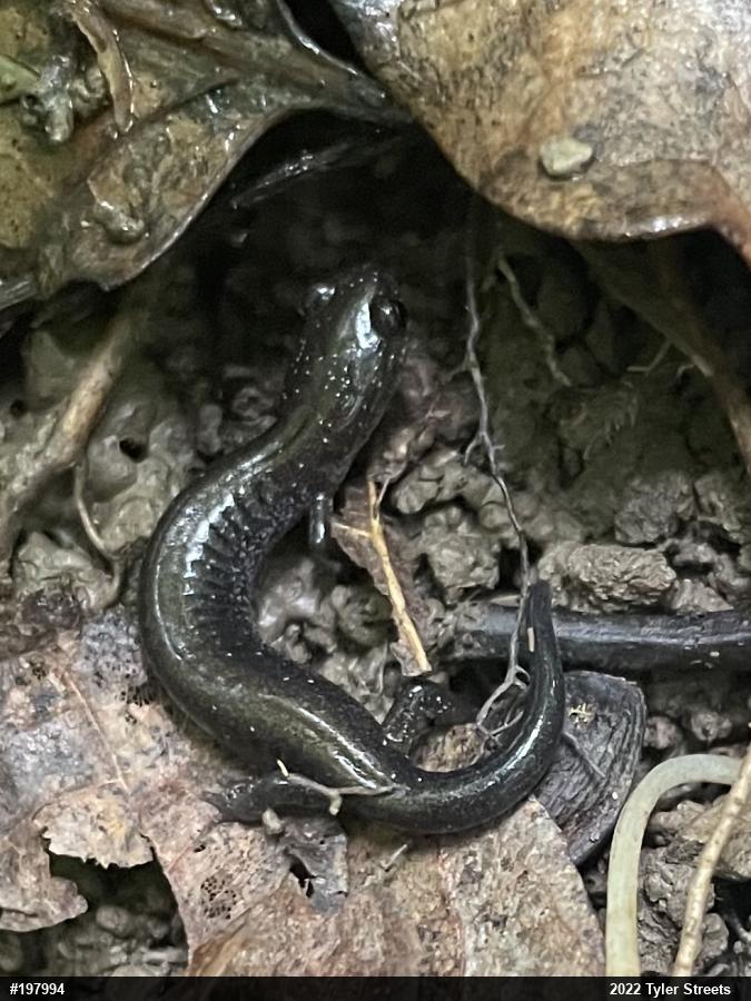 Woodland Salamanders